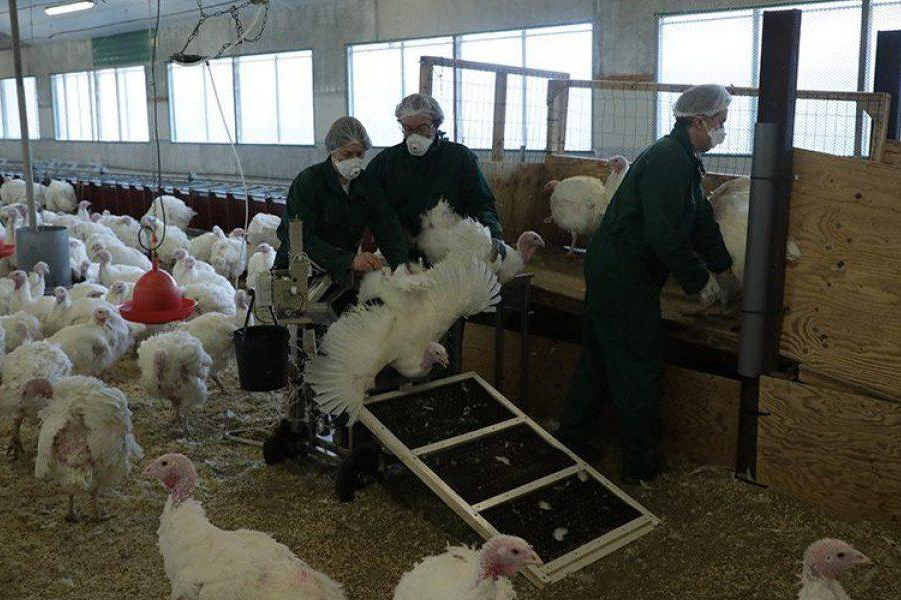 Usando una Silla para Inseminación Artificial en Pavos