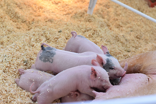Esperma de Cerdo Congelado: Preservación y Diseminación del Valor Genético Porcino